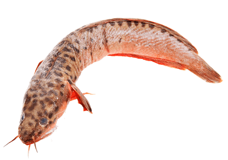 Brota de Tierra