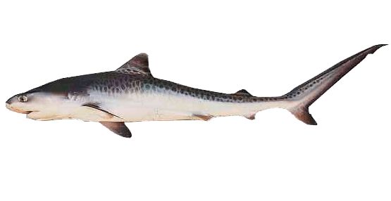 Tintorera