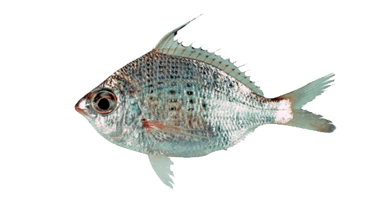 Mojarra