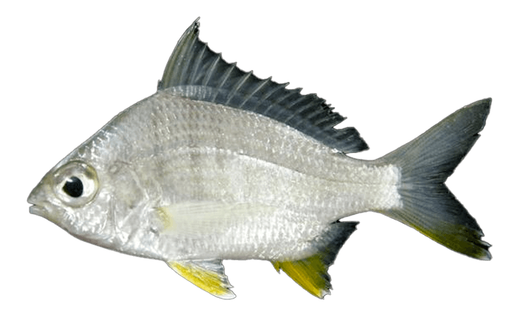 Mojarra de Cuerpo Profundo, Deep-Bodied Mojarra