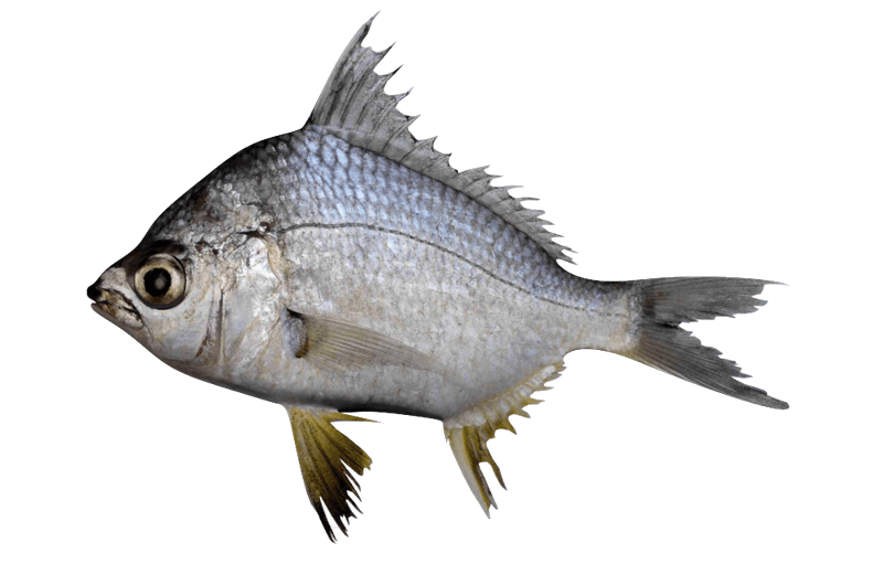 Mojarra Trompetera, Yellowfin Mojarra