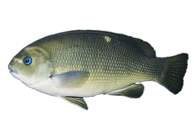 Chopa Verde