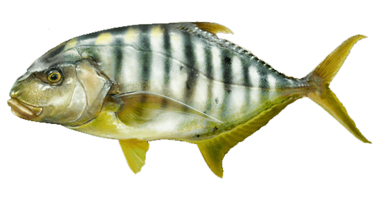 Jurel Dorado