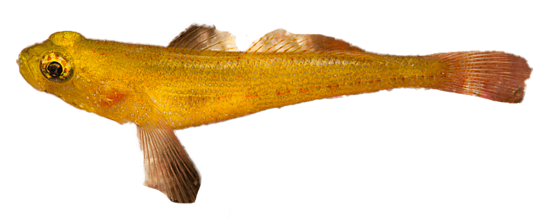 Gobio Dorado