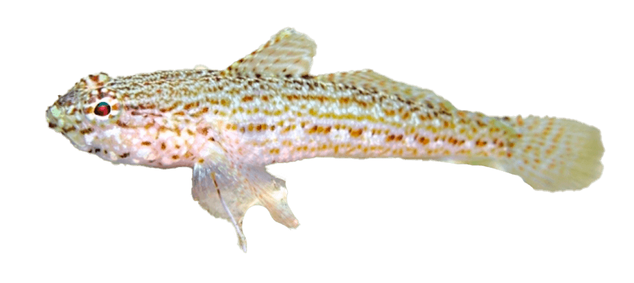 Gobio de Savato