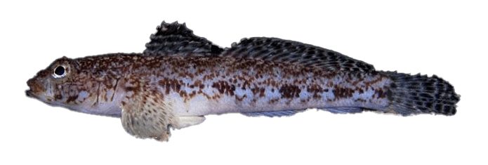 Góbido Poroso