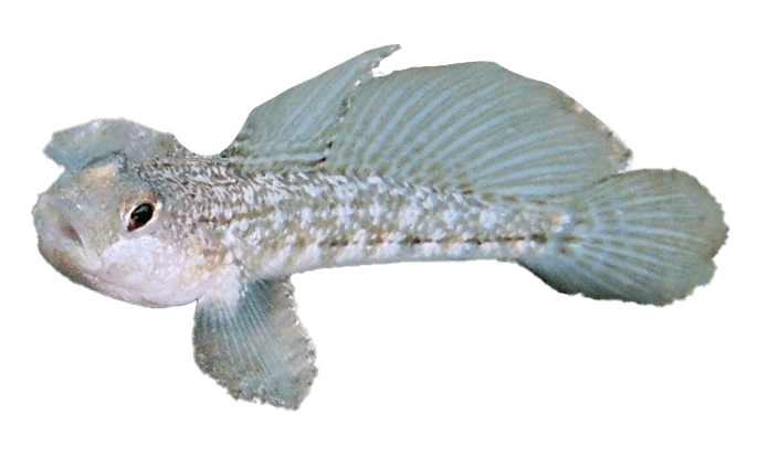 Gobio de Roulei