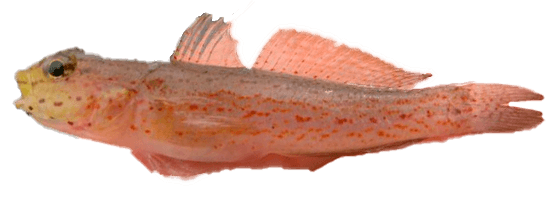 Gobio Cabeza Dorada