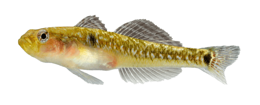 Chaparruda