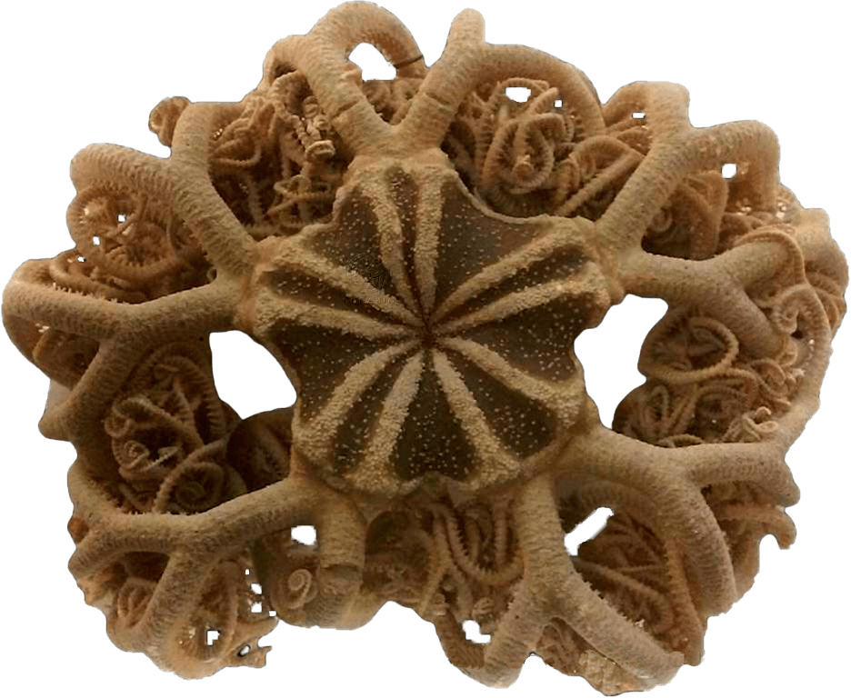 Estrella de mar de Cesta