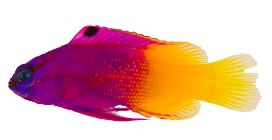 Fairy Basslet, Loreto