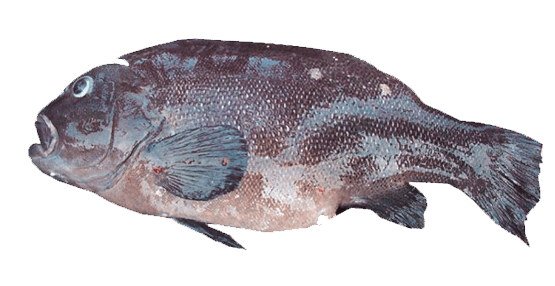 Graus Nigra, Mulata