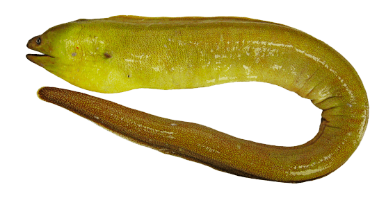 Morena Verde