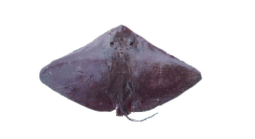 Raya mariposa picuda