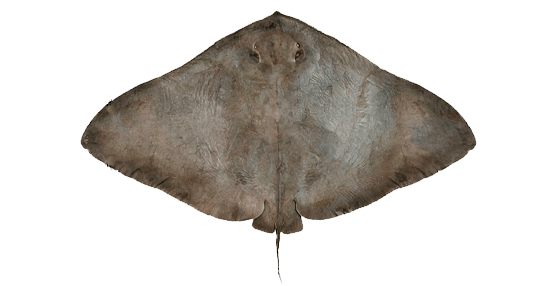 Raya mariposa californiana