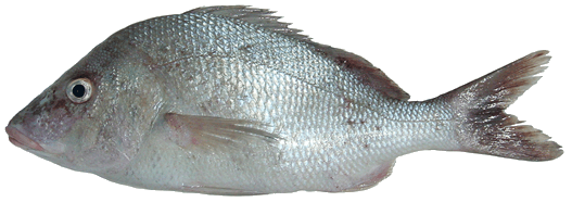 Ronco Blanco