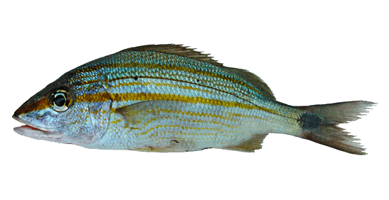 Ronco jeniguaro