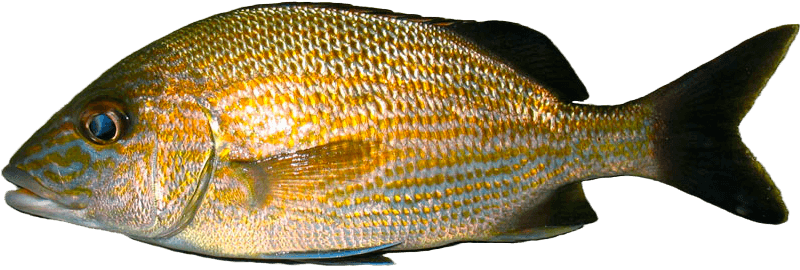 Ronco Carbonero