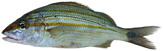 Ronco boquichica