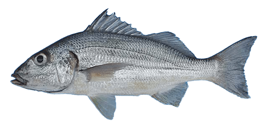 Ronco Trompudo