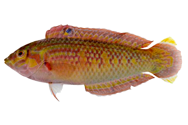 Lábrido de Aleta Burbuja