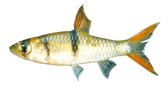 Barbo Hampala