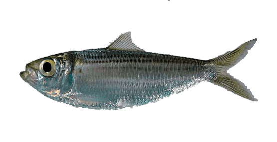 Sardina Carapachona