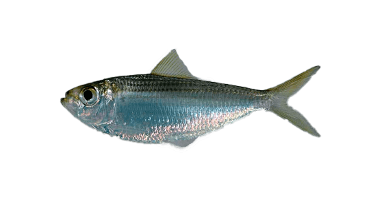 Sardina Vivita Escamuda