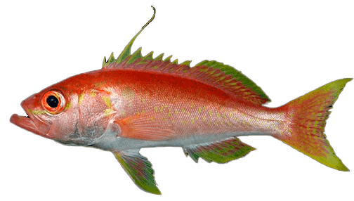 Doncella Peruana