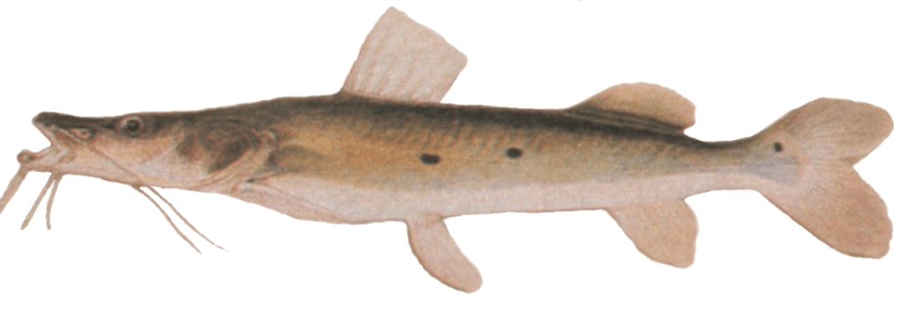 Bagre Dormilón