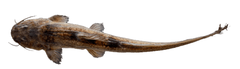 Bagre Anguila, Yusca