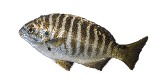Chopa bonita