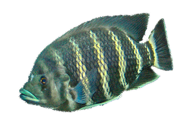 Tilapia Cebra