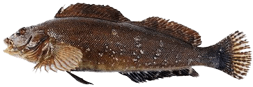 Molva