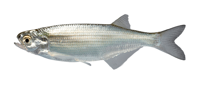 Ojo Dorado