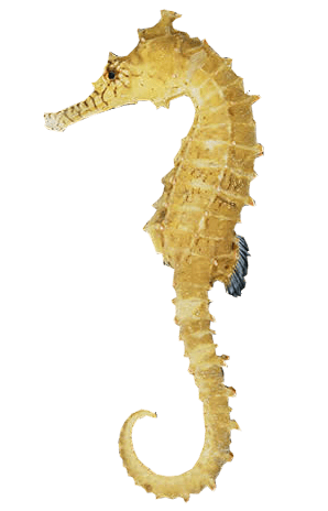 Caballito de Mar, Seahorse