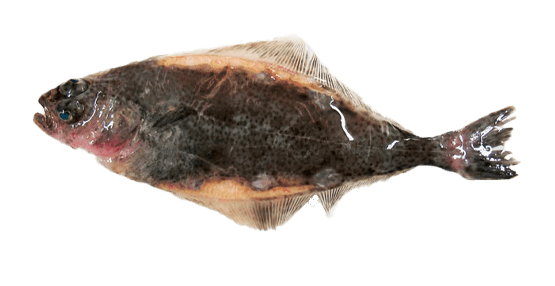 Fletán