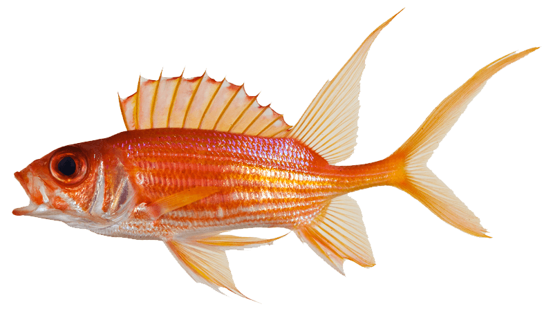 Carajuelo