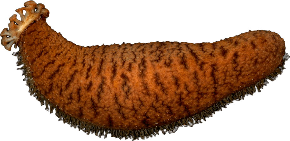 Pepino de Mar