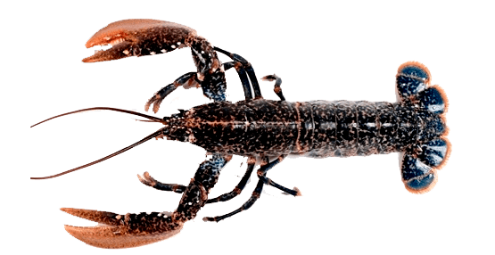 Bogavante