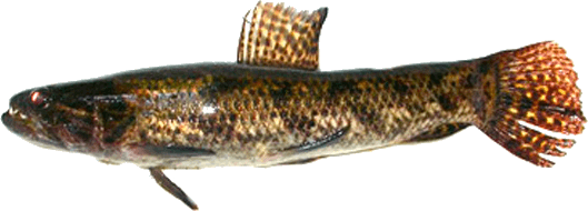 Aimara