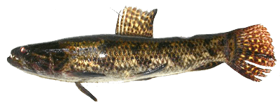 Tarariras
