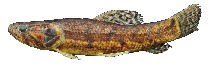 Tararira, Trahiras