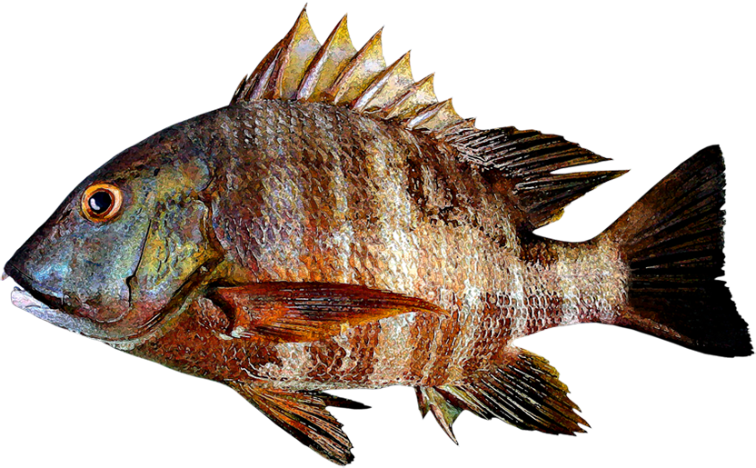 Pargo coconaco, Pargo barrado