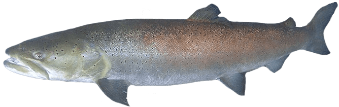 Salmón del Danubio, Huchen
