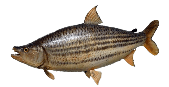 Pez Tigre Gigante