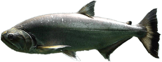 Pez Vampiro, Payara