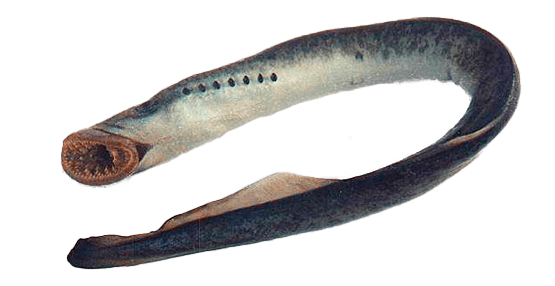 Hiperoartio, Hyperoartia