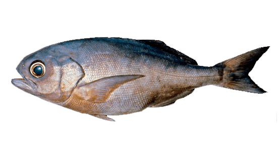 Bluenose, Rufo Antártico
