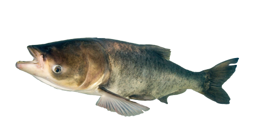 Carpa Orgullosa